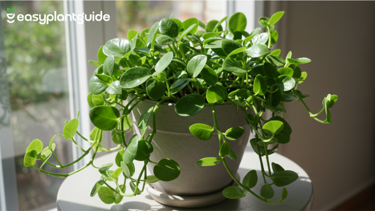 Chinese Money Plant