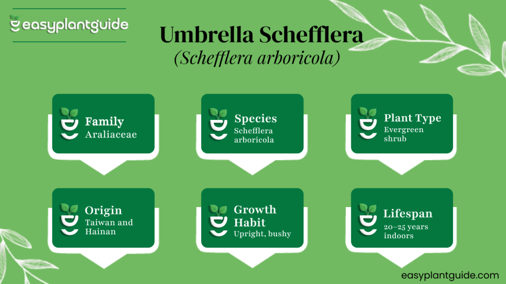 Schefflera plant care