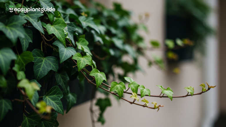 ivy trailing plant