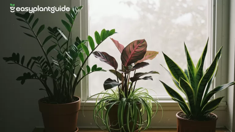 best indoor shade plants