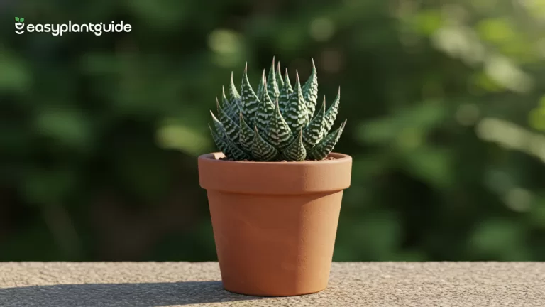 zebra haworthia plant