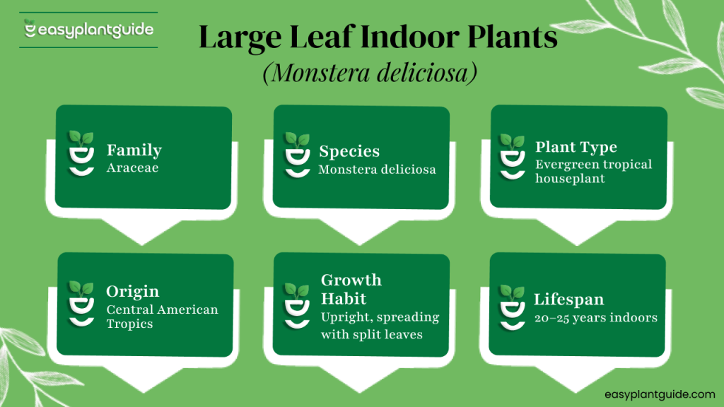 Best big leaf indoor plants