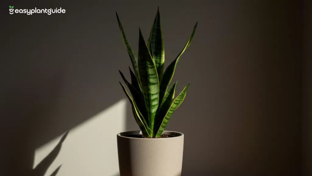 preventing bugs in snake plants