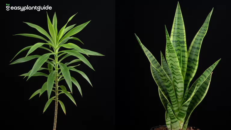 dracaena vs snake plant