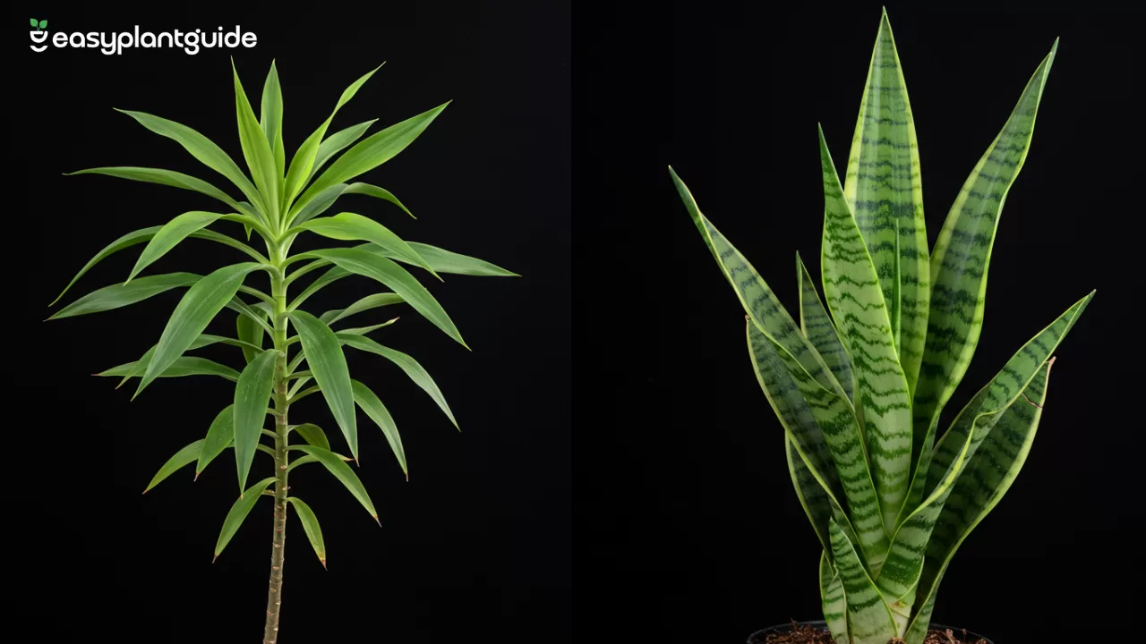 dracaena vs snake plant