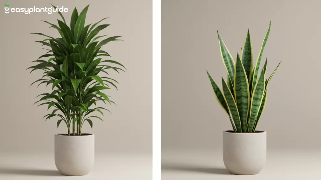 Dracaena vs mother-in-law’s tongue