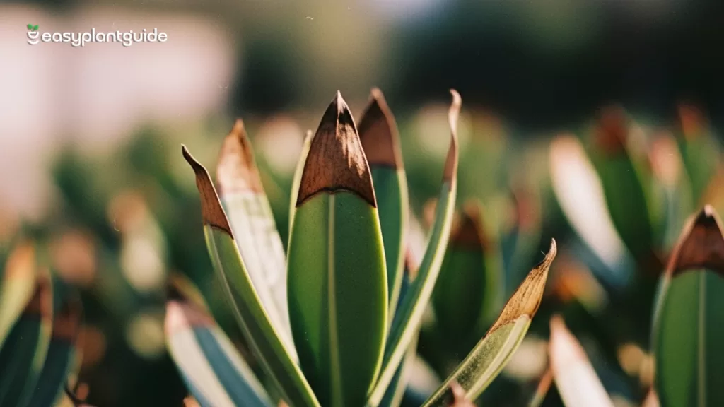 brown tips on houseplant leaves