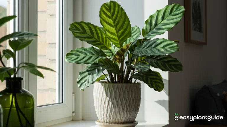 calathea prayer plant care