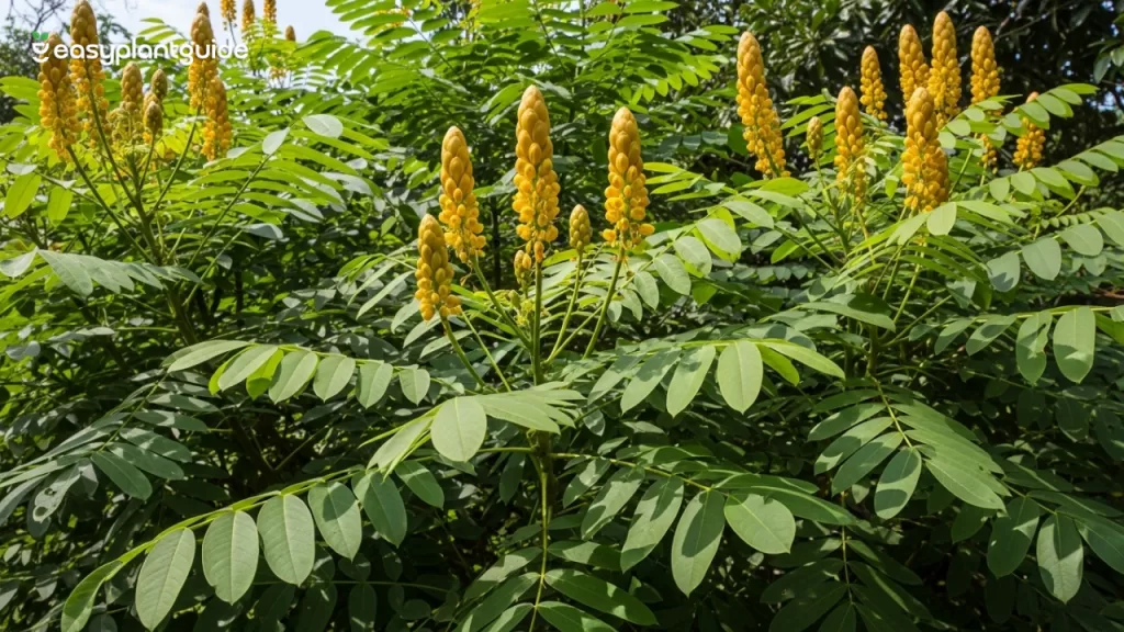 candle bush
