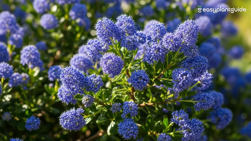 blue blossom ceanothus