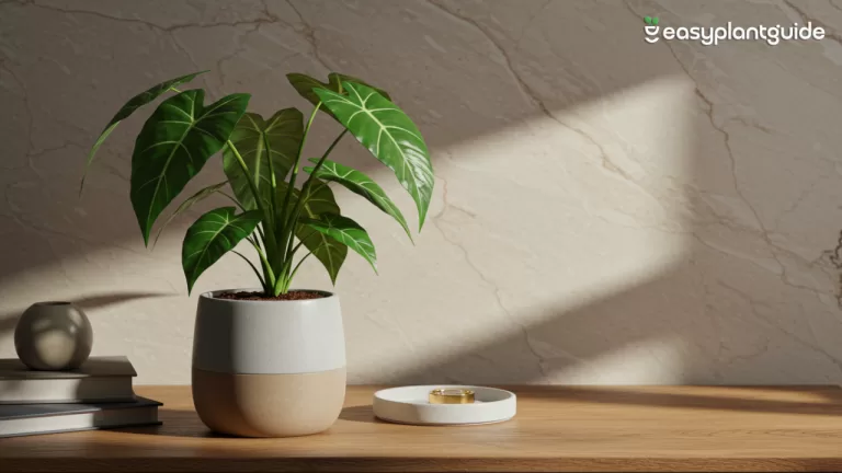 indoor decoration plants