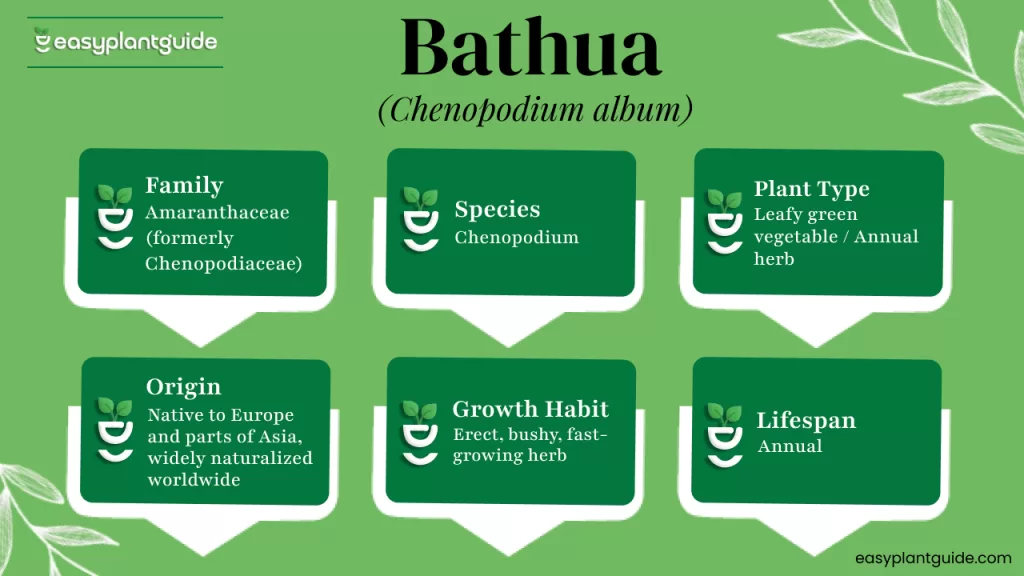 Chenopodium album