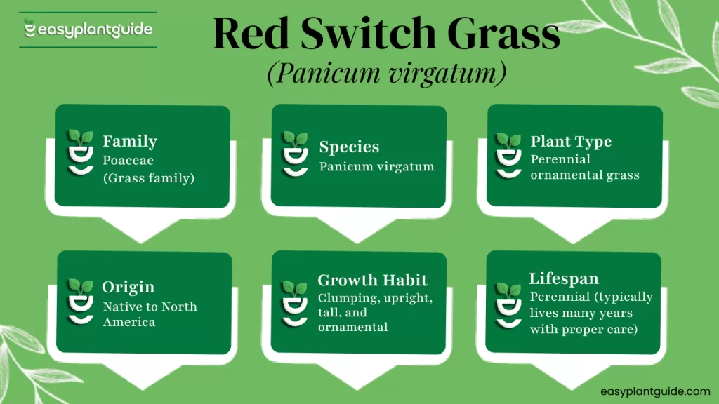 Native grass species