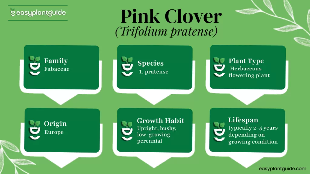 pink clover
