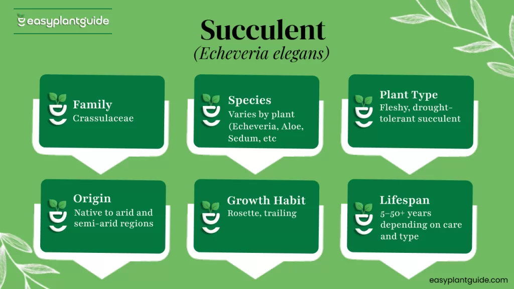 Succulent plant collection
