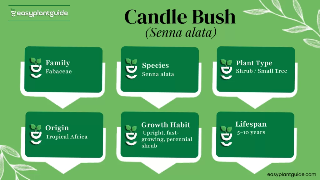Herbal remedies