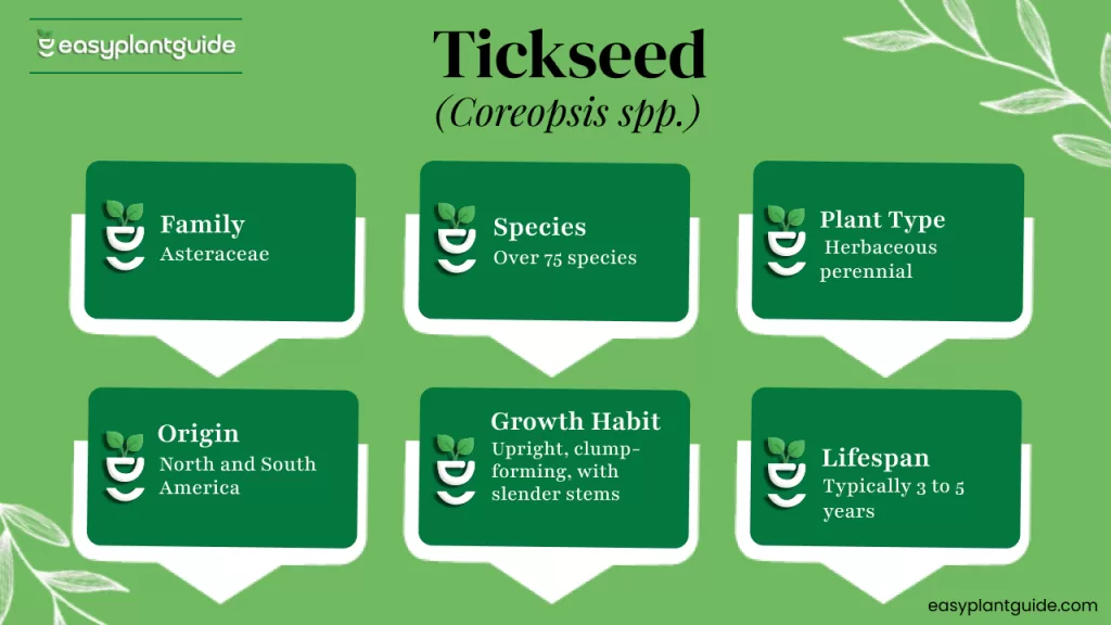 Coreopsis perennial care