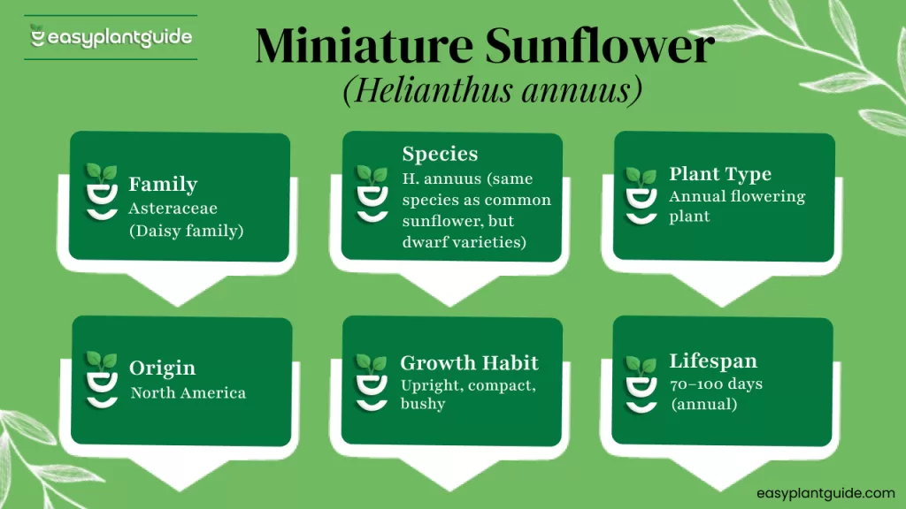 compact sunflower plants