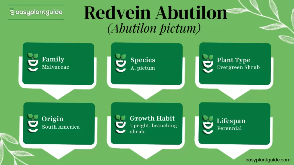 Redvein Abutilon