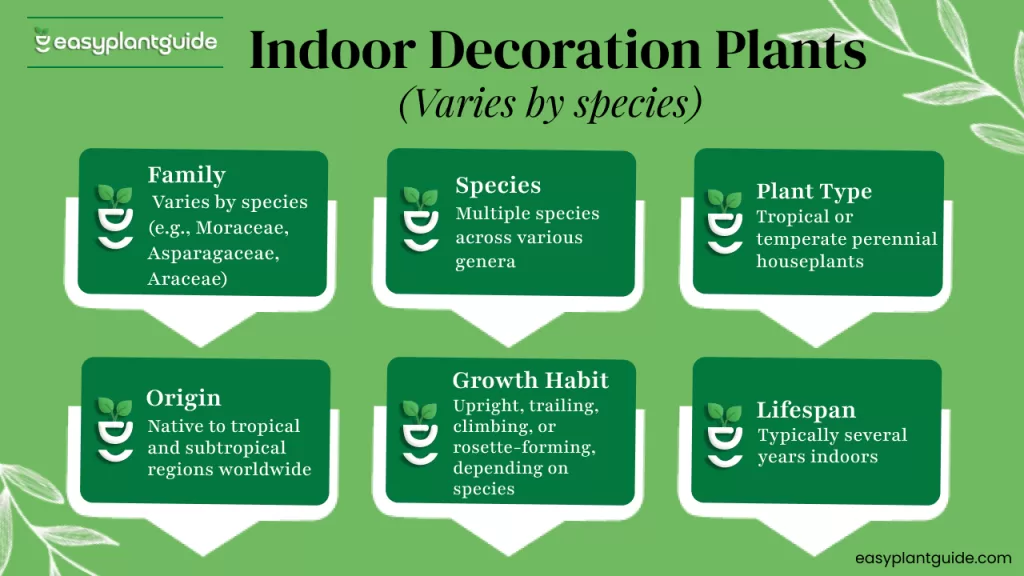 indoor decoration plants