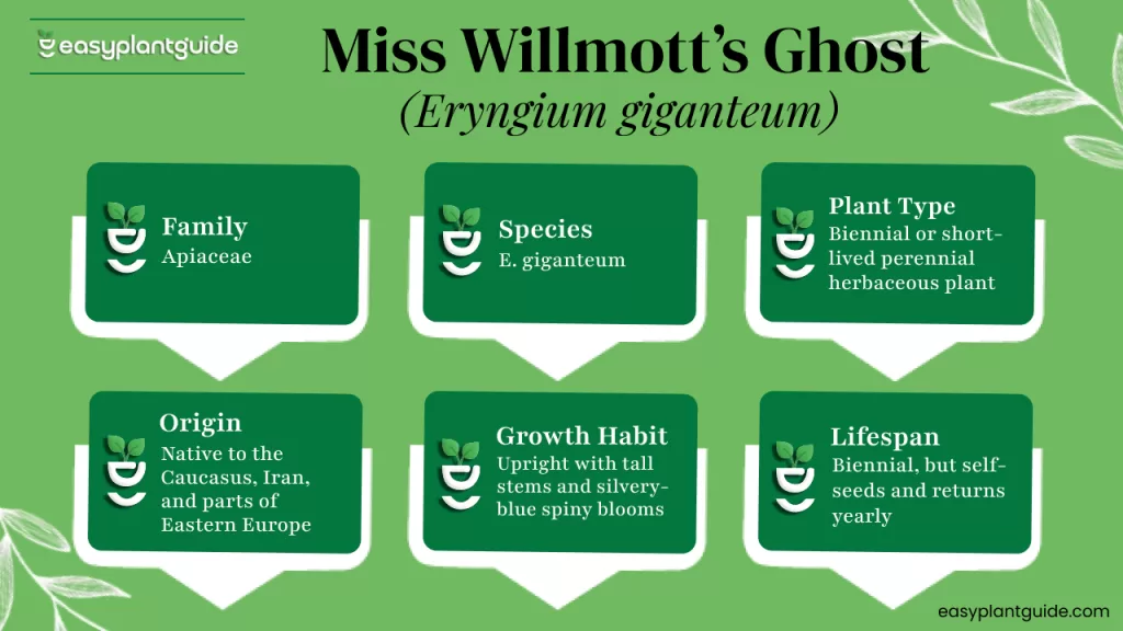 Eryngium giganteum care