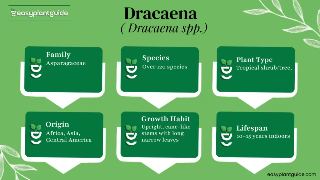Snake plant benefits vs dracaena benefits