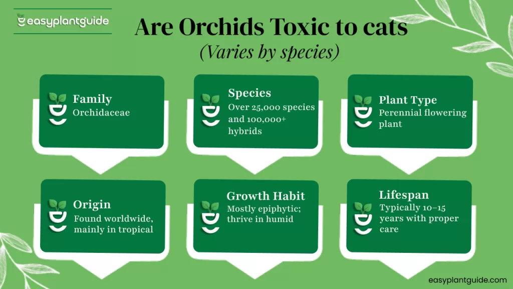 are phalaenopsis orchids poisonous