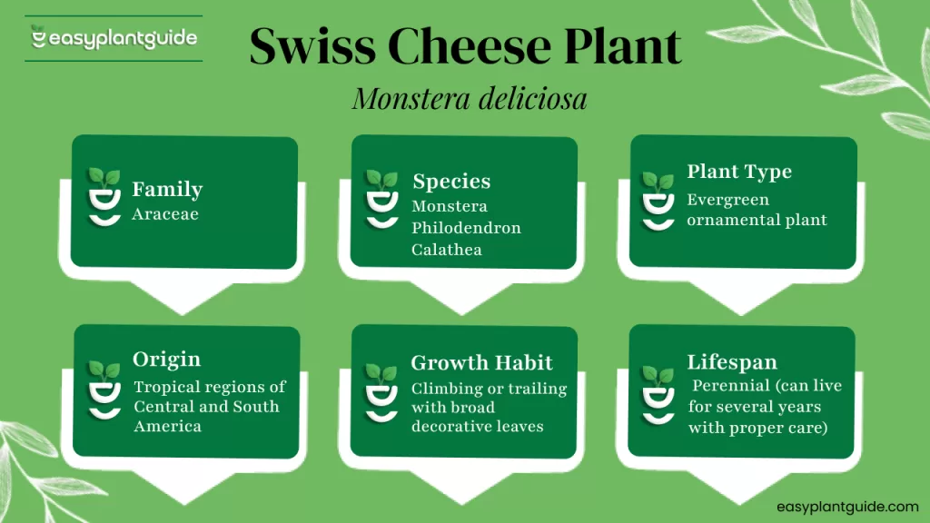 what is Swiss Cheese Plant