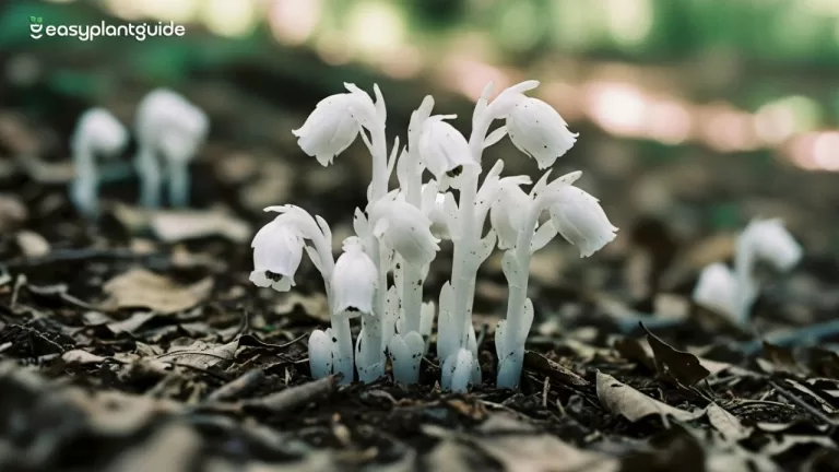 monotropa uniflora