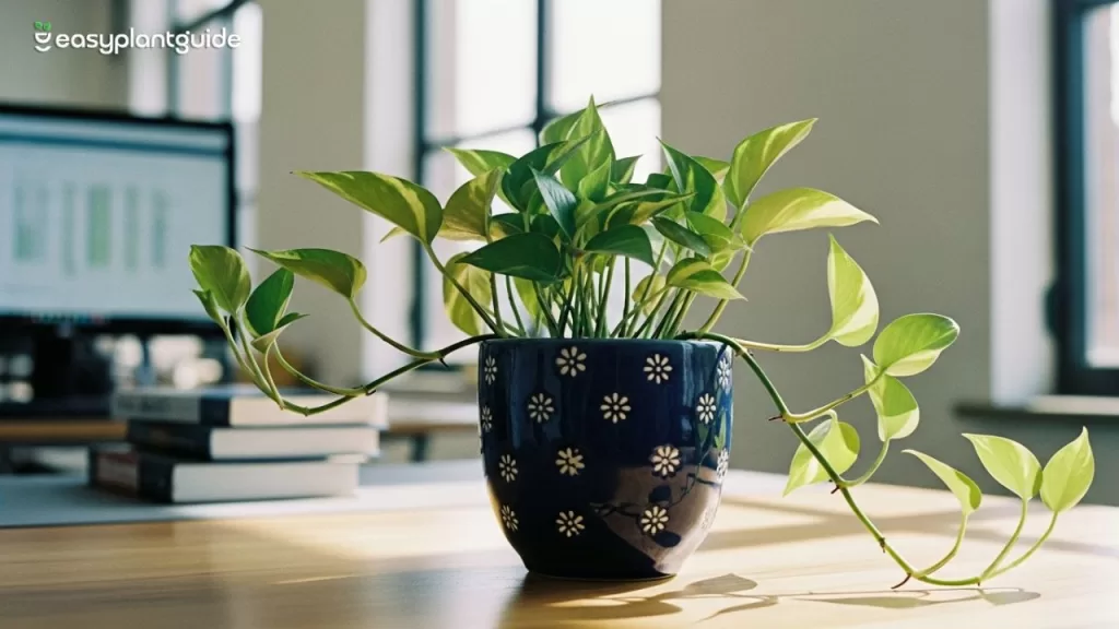 money plant container ideas