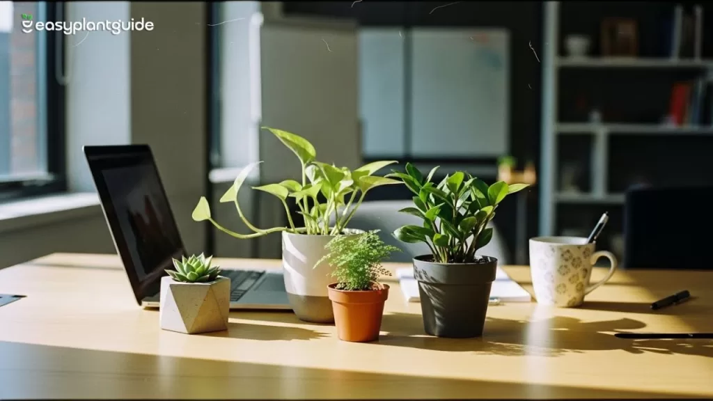 small indoor plants for office table