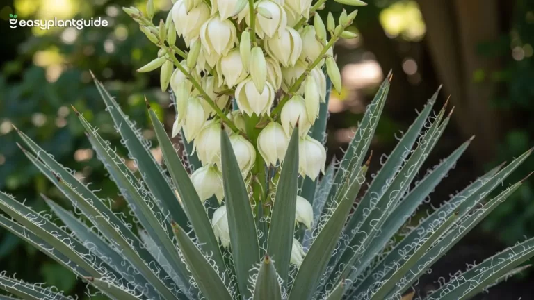 yucca filamentosa plant