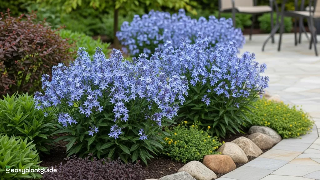 Blue Ice Amsonia care