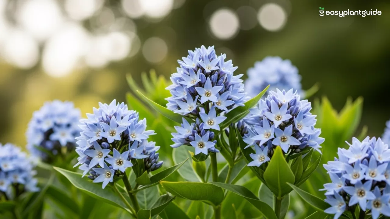 blue ice amsonia plant