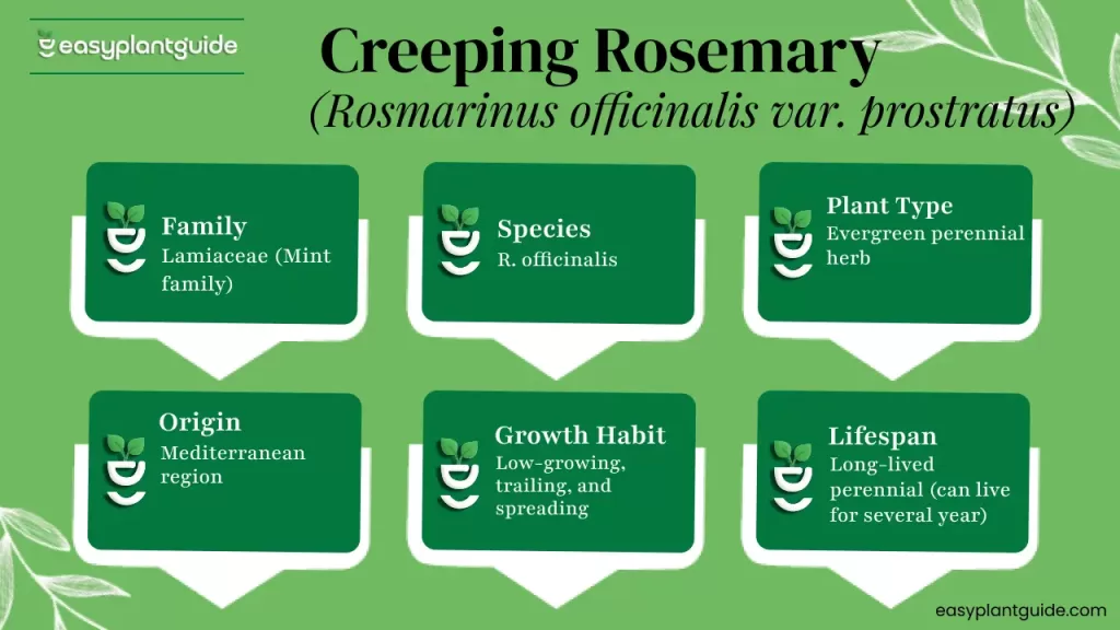 Creeping rosemary benefits