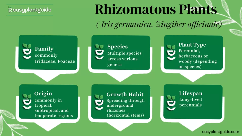 Rhizomatous plant growth habit