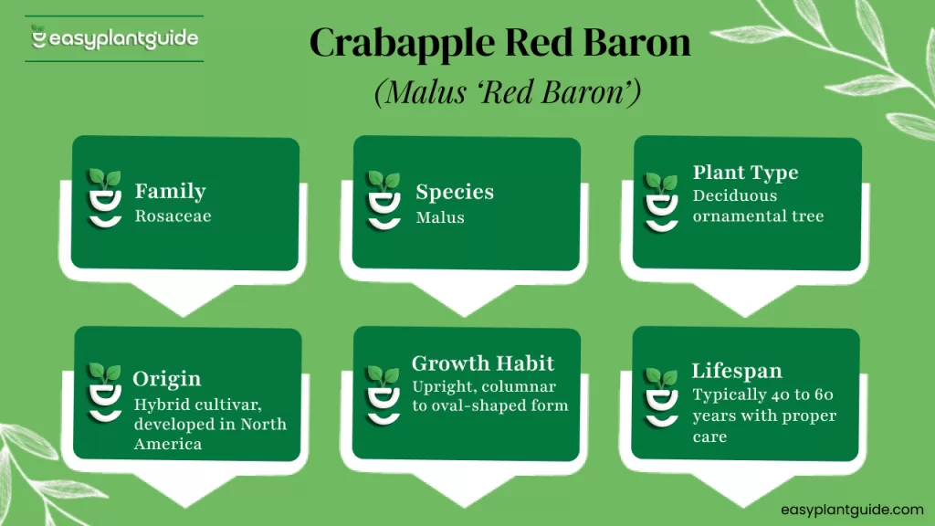 Red Baron Crabapple tree