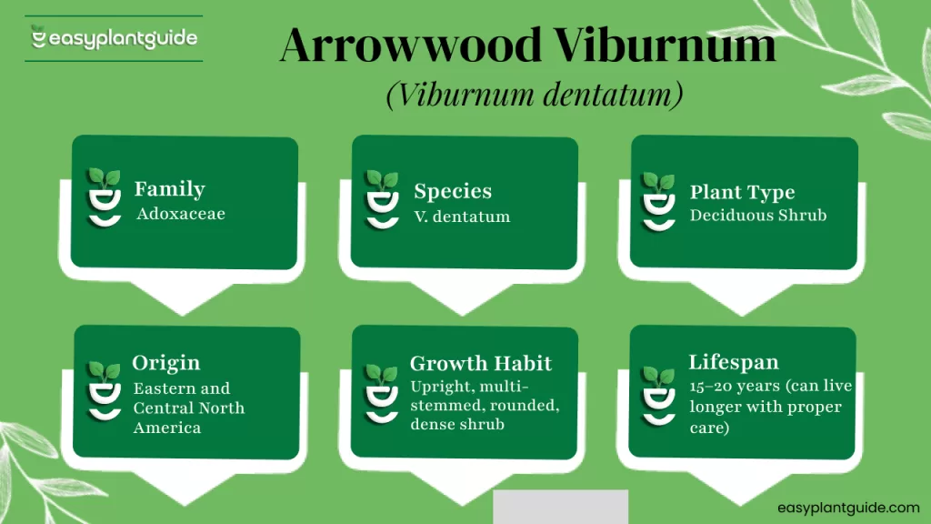 Viburnum dentatum shrub