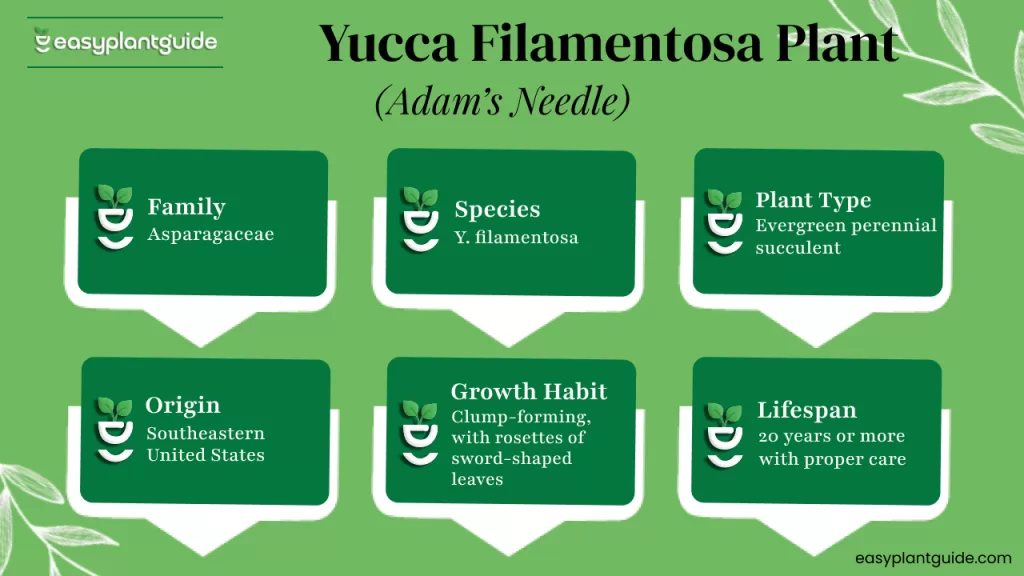 Adam’s Needle plant