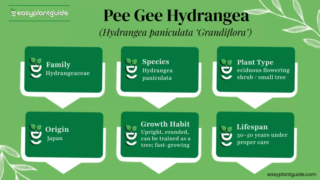 Pee Gee hydrangea