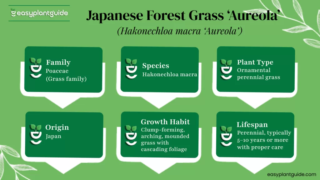Japanese forest grass Aureola