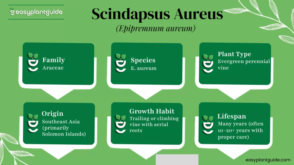 Epipremnum aureum