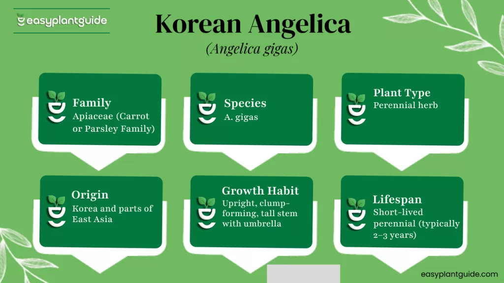 korean angelica uses
