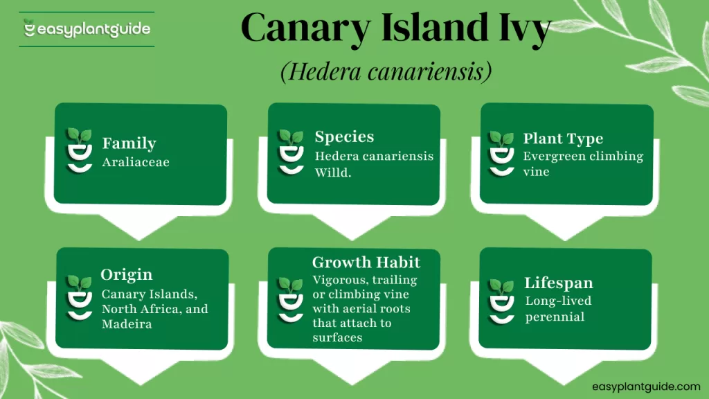 Philadelphia fleabane plant