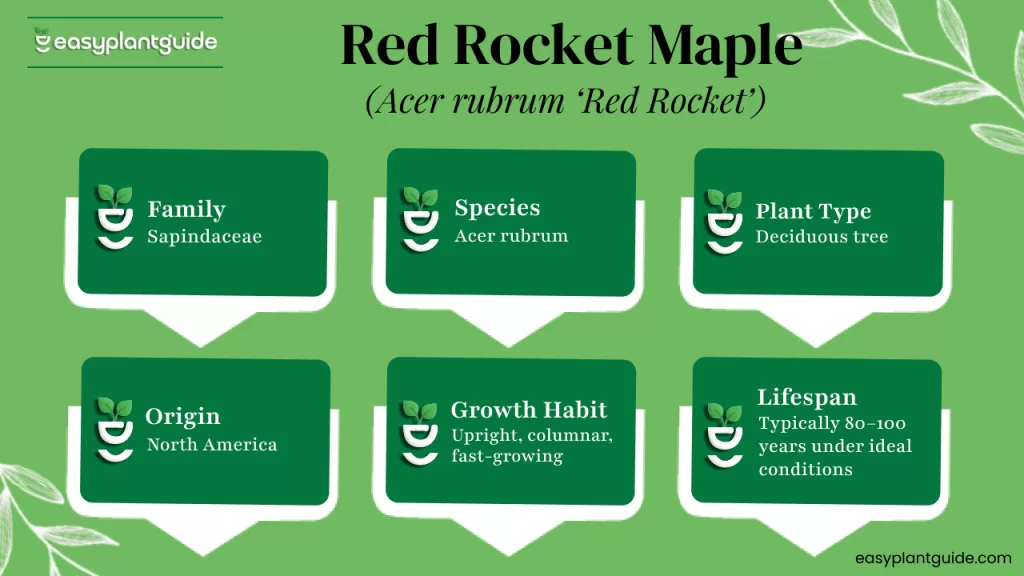 Red Rocket Maple tree