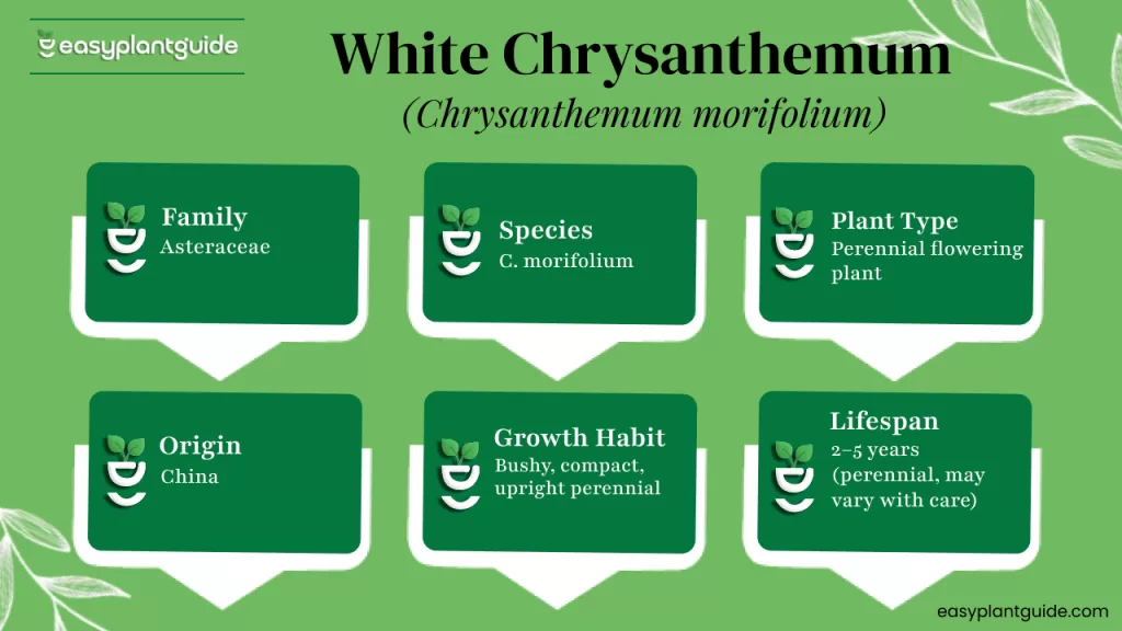 White chrysanthemum flower
