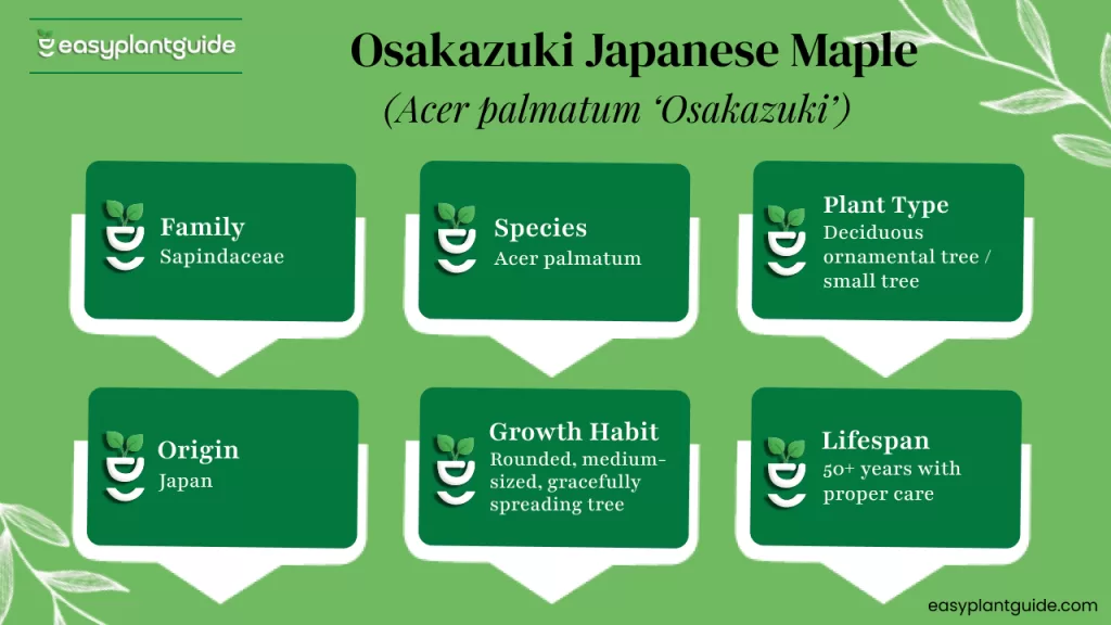 Acer Osakazuki maple