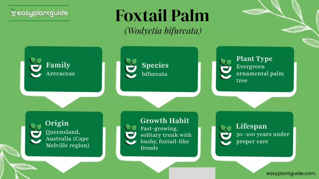 Foxtail palm root system