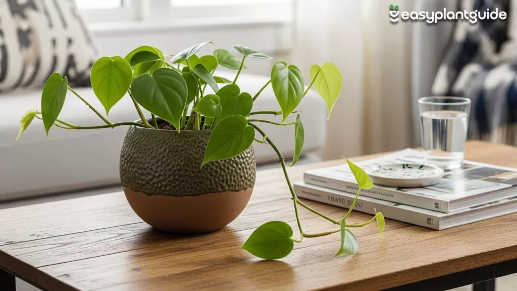 Heartleaf philodendron plant
