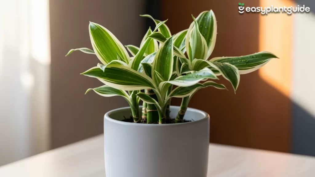 Sanderiana Variegated plant